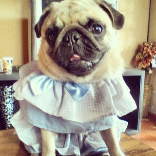 Instagram via lady_pug